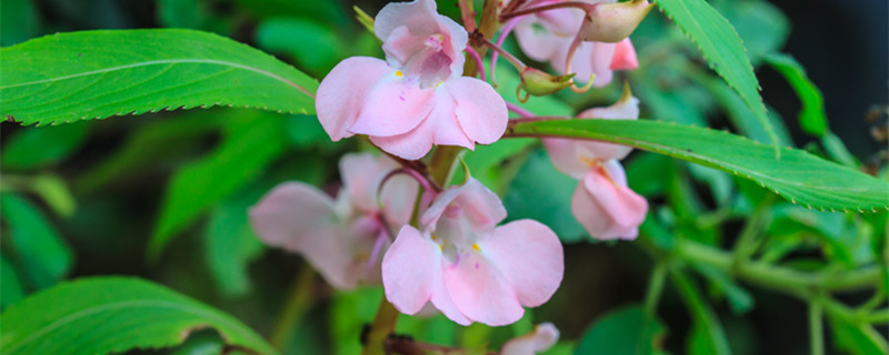 凤仙花是什么根系 凤仙花是什么根系的植物