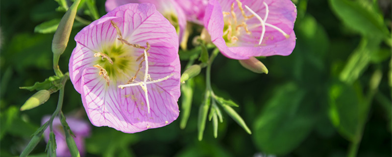 夜来香是什么动物的别名 夜来香花的别名