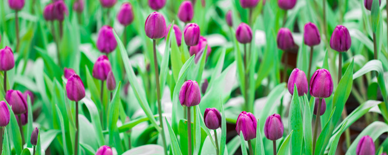 郁金香花语是什么 白色郁金香花语是什么