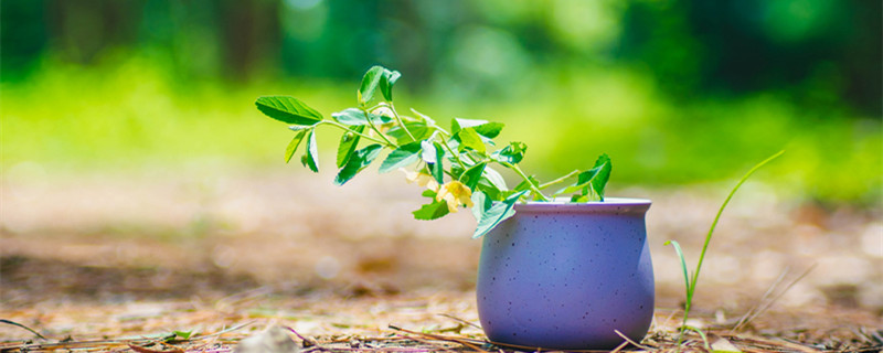 海豚花的养殖方法和注意事项(海豚花的养殖方法和注意事项百度贴吧)