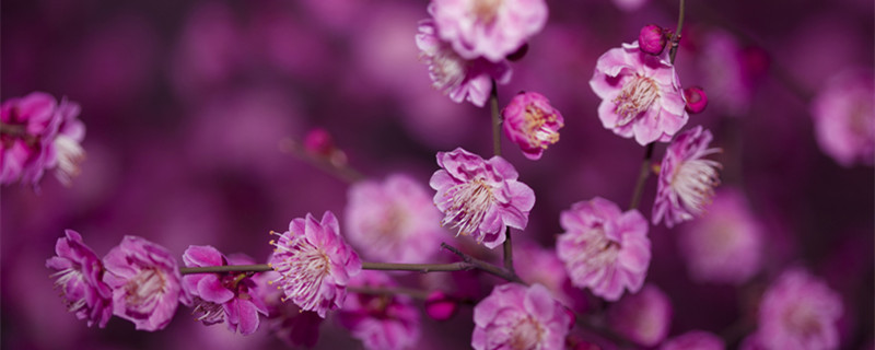 梅花开花时间（梅花开花时间什么季节）