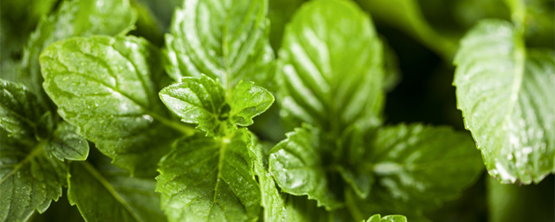 哪种薄荷最适合食用（最适合食用的薄荷）