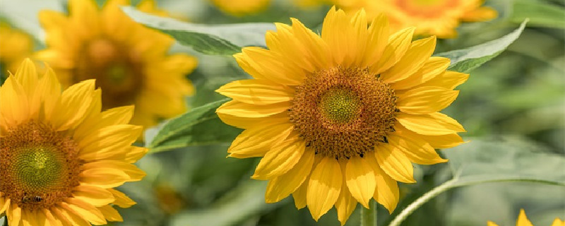 向日葵开花后多久枯萎（向日葵开完花枯萎）