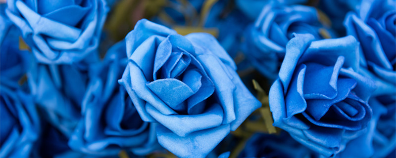 蓝色妖姬花语19朵什么含义 19朵蓝色妖姬代表什么花语