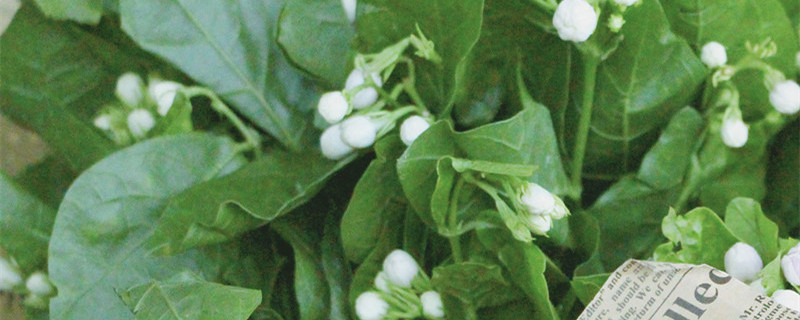 茉莉花在什么季节开放（茉莉花什么季节开放）