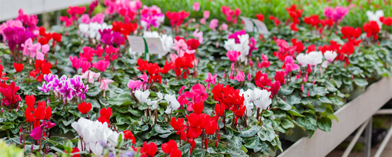 迎客来花怎么养 迎客花怎样养