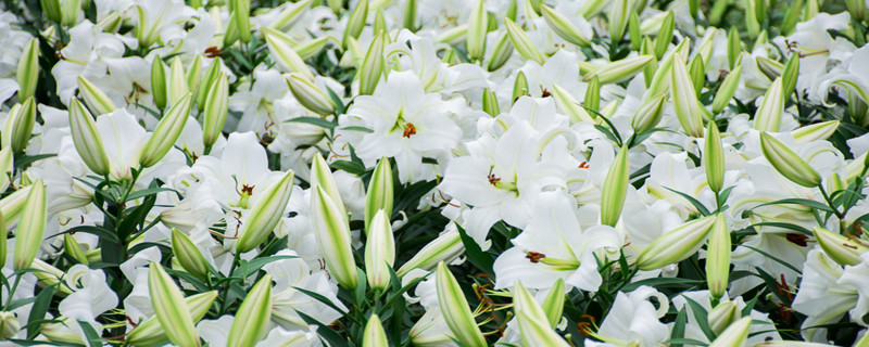 毛百合与百合的区别（白百合与百合的区别）