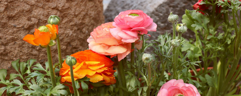 毛茛花语是什么意思（花毛茛的花语是什么）