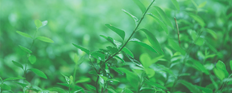 小米草种子可以直接撒入水中吗（小米水草种子怎么种植）