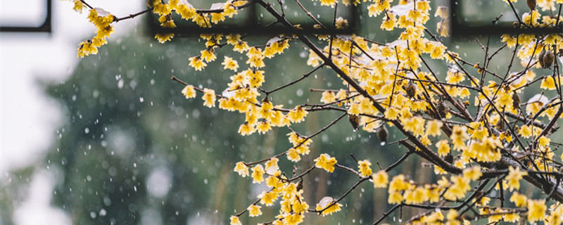 梅花几月开放（梅花几月开放?）