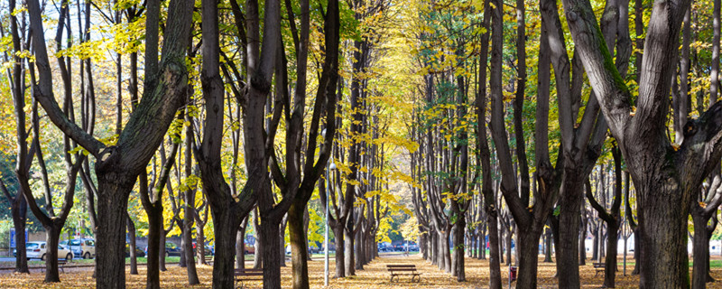 榆树长什么样 榆树长什么样图片