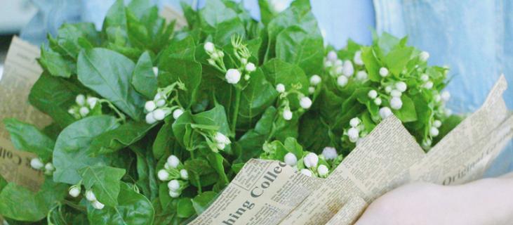 茉莉的养殖方法和注意事项(盆栽茉莉的养殖方法和注意事项)