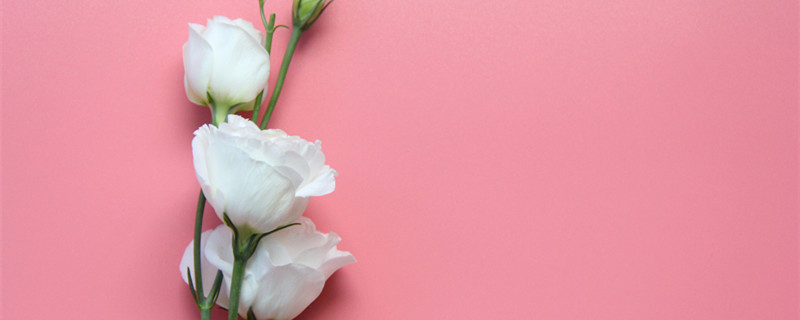 白桔梗花的寓意和花语 白色桔梗花的花语和寓意