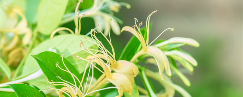 忍冬和金银花的区别（金银花和金银忍冬一样吗）