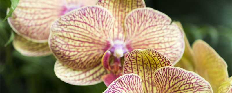 兰花浇水的正确方法 兰花浇水的正确方法与时间