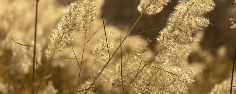 水生植物有哪些 水生植物