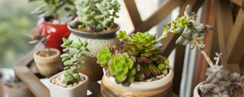 空气凤梨怎么养 空气凤梨怎么养比较好