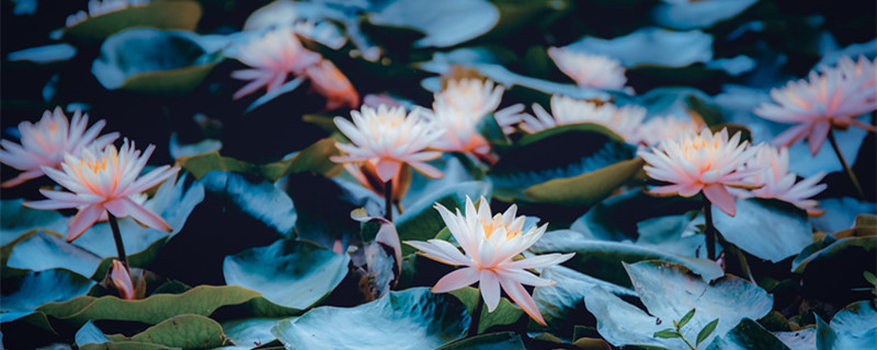 睡莲的养殖方法 睡莲的养殖方法和注意事项水培