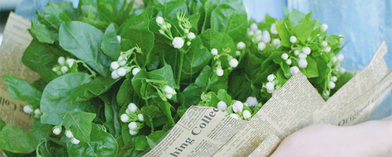 茉莉花有毒吗（茉莉花有毒吗?对人有害吗?）