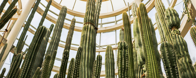 能够保护自己的植物还有哪些 哪些植物可以自己保护自己
