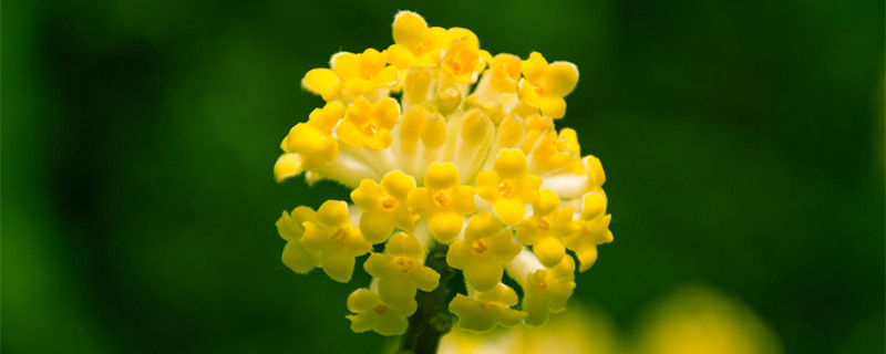 瑞香花花语（瑞香花花语金边）