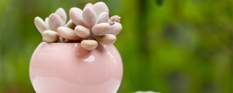 养多肉植物的注意事项