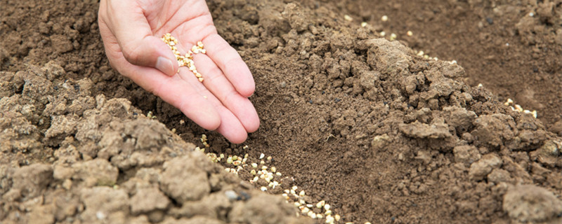 种子催芽的四种方法(种子的催芽方法有哪些)