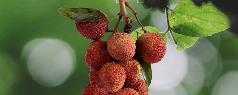 荔枝产地主要在哪个省 妃子笑荔枝产地主要在哪个省