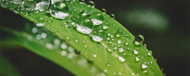 万年青怎么养（广东万年青怎么养）