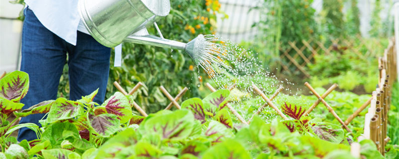 给花浇水什么时间好（给花浇水什么时候浇好）