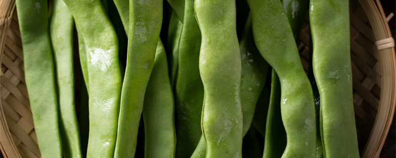 架豆种植时间和方法 架豆生长温度