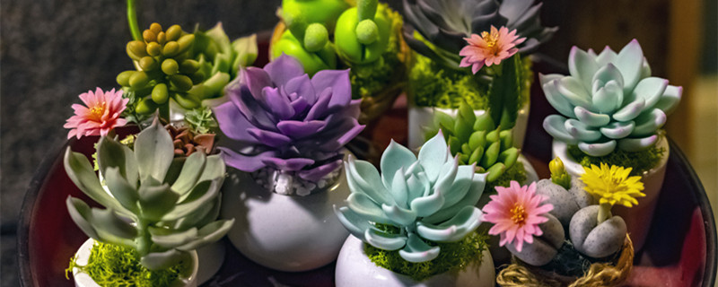 不需要阳光的室内花卉有哪些 在室内不需要太多阳光的花卉有哪些