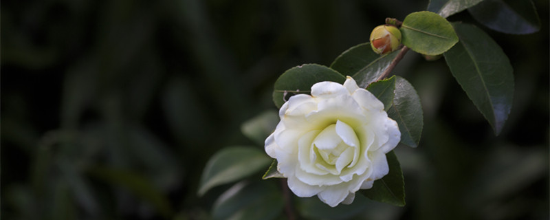 白山茶花语（白山茶花语的文案）