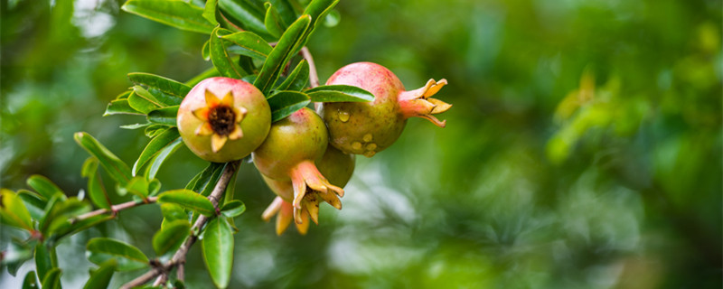 石榴多少年开花结果 番石榴几年开花结果