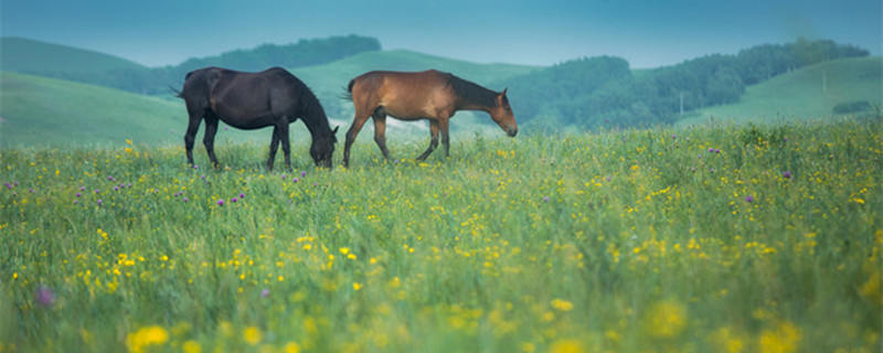 金枝玉叶喜阴还是喜阳（红玉兰喜阴还是喜阳）