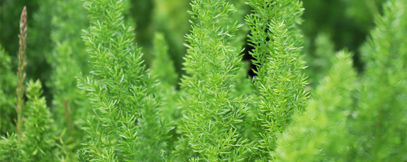 护眼草怎么养 护眼草好养吗