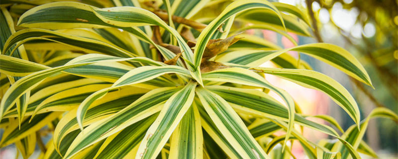 千年木的养殖方法和注意事项（七彩千年木的养殖方法和注意事项）