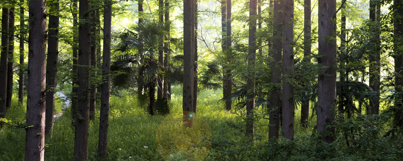 幸福树的养殖方法和注意事项 幸福树的养殖方法和注意事项 – 养殖日记