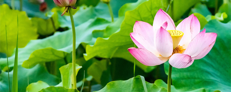荷花盛开的季节 荷花盛开的季节是几月
