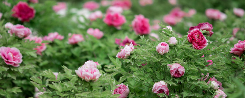 宿根花卉是什么意思（宿根花卉和草花的区别）