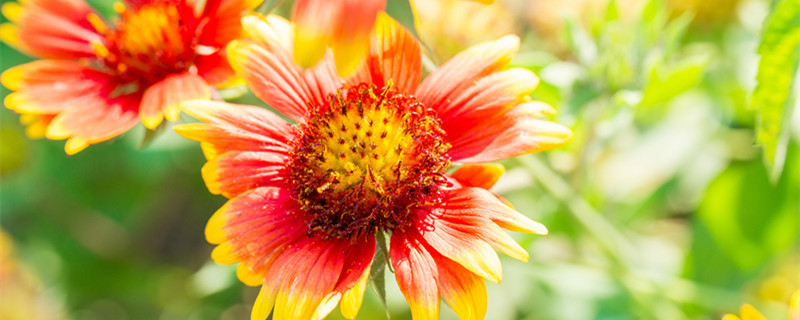 天人菊的种植方法和注意事项（天人菊栽培技术）