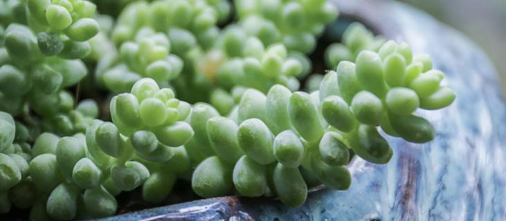 多肉的养殖方法和浇水 夏天室内多肉的养殖方法和浇水