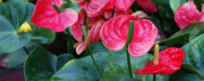 火鹤花花语 火鹤花 花语