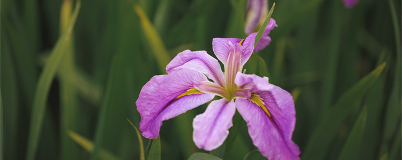 草本花卉有哪些种类 草本花卉有哪些种类瓜叶花