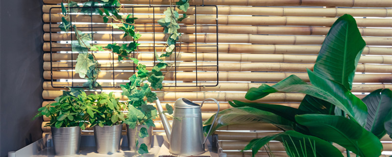 幸福树浇水的正确方法（室内幸福树浇水的正确方法）