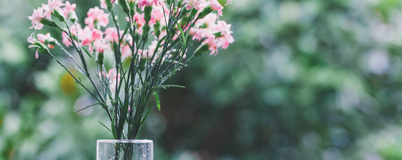 康乃馨怎么种植(康乃馨怎么种植盆栽视频)