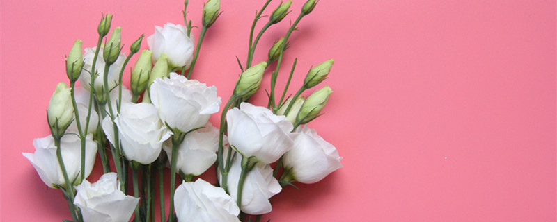 洋桔梗怎么养(夏天洋桔梗怎么养)