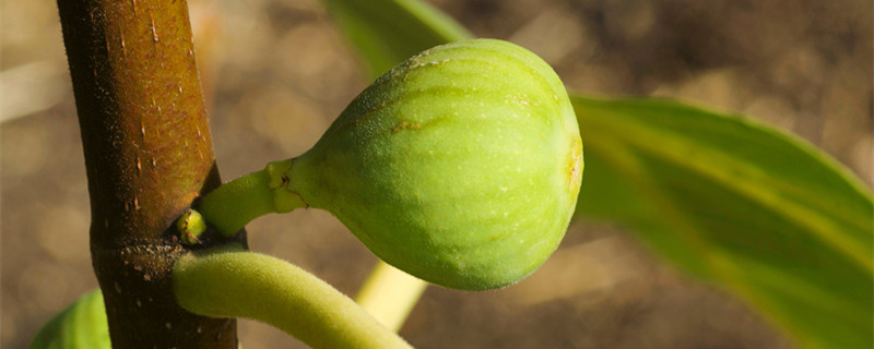 无花果什么时候成熟（无花果什么时候成熟程度可以吃）