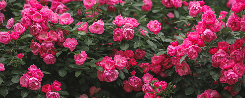 月季花枯萎了怎么救活 月季花干枯了还能救吗