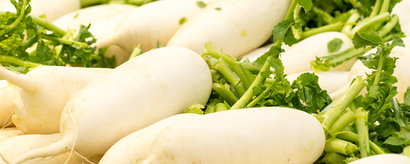 沙窝萝卜种植时间和方法（沙窝萝卜几月份种最好）